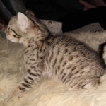 Savvy Savannah F-7SBT Male DOB 3-11-21