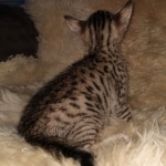 Savvy Savannah F-7SBT Male DOB 3-11-21