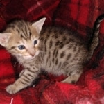 Savvy Savannah F-7SBT Male DOB 3-11-21