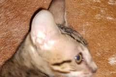 Savannah F-7SBT Male #1 DOB 7-13-20