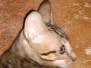 Savannah F-7SBT Male #1 DOB 7-13-20