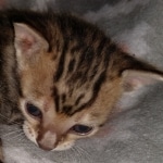 Savannah, F-7SBT Male, DOB 7-13-20