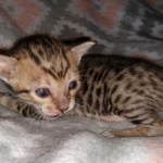 Savannah, F-7SBT Male, DOB 7-13-20