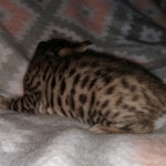 Savannah, F-7SBT Male, DOB 7-13-20