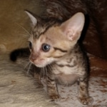 Savannah, F-7SBT Male, DOB 7-13-20