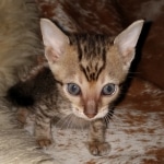 Savannah, F-7SBT Male, DOB 7-13-20