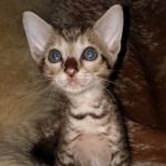 Savannah, F-7SBT Male, DOB 7-13-20