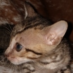 Savannah, F-7SBT Male, DOB 7-13-20