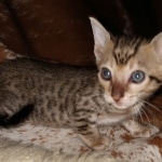 Savannah, F-7SBT Male, DOB 7-13-20