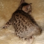 Savannah, F-7SBT Male, DOB 7-13-20