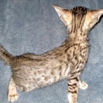 Savannah, F-7SBT Male, DOB 7-13-20