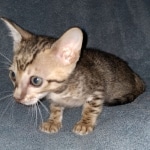 Savannah, F-7SBT Male, DOB 7-13-20