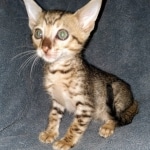 Savannah, F-7SBT Male, DOB 7-13-20