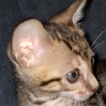 Savannah, F-7SBT Male, DOB 7-13-20