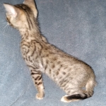 Savannah, F-7SBT Male, DOB 7-13-20