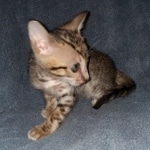 Savannah, F-7SBT Male, DOB 7-13-20