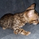 Savannah, F-7SBT Male, DOB 7-13-20