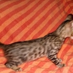 Savannah, F-7SBT Male, DOB 7-13-20