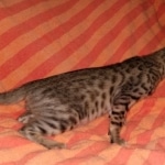 Savannah, F-7SBT Male, DOB 7-13-20