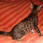 Savannah, F-7SBT Male, DOB 7-13-20