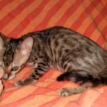 Savannah, F-7SBT Male, DOB 7-13-20