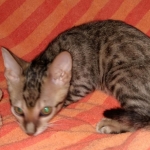 Savannah, F-7SBT Male, DOB 7-13-20