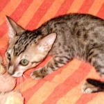 Savannah, F-7SBT Male, DOB 7-13-20