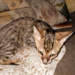 Savannah, F-7SBT Male, DOB 7-13-20