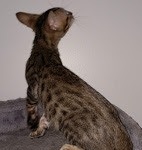 Savannah, F-7SBT Male, DOB 7-13-20