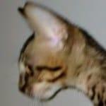 Savannah, F-7SBT Male, DOB 7-13-20