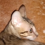 Savannah, F-7SBT Male, DOB 7-13-20