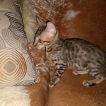 ISavannah, F-7SBT Male, DOB 7-13-20