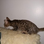 Savannah, F-7SBT Male, DOB 7-13-20