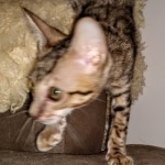 Savannah, F-7SBT Male, DOB 7-13-20