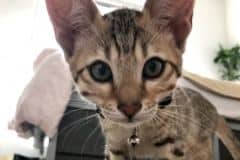 Toshi Savannah F-7SBT Male #2 DOB 3-11-21 lighter