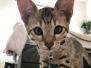 Toshi Savannah F-7SBT Male #2 DOB 3-11-21 lighter