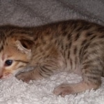 Savannah F-7SBT Male DOB 3-11-21