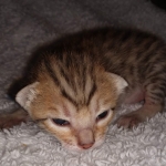 Savannah F-7SBT Male DOB 3-11-21