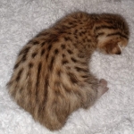 Savannah F-7SBT Male DOB 3-11-21