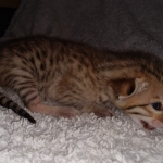 Savannah F-7SBT Male DOB 3-11-21