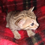 Savannah F-7SBT Male DOB 3-11-21