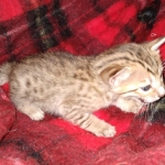 Savannah F-7SBT Male DOB 3-11-21