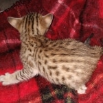 Savannah F-7SBT Male DOB 3-11-21