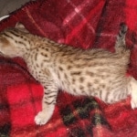 Savannah F-7SBT Male DOB 3-11-21