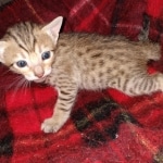 Savannah F-7SBT Male DOB 3-11-21