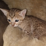 Savannah F-7SBT Male DOB 3-11-21