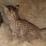 Savannah F-7SBT Male DOB 3-11-21