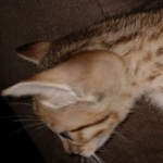 Savannah F-7SBT Male DOB 3-11-21