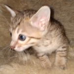 Savannah F-7SBT Male DOB 3-11-21