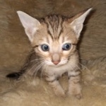 Savannah F-7SBT Male DOB 3-11-21